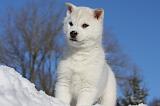 SIBERIAN HUSKY 746